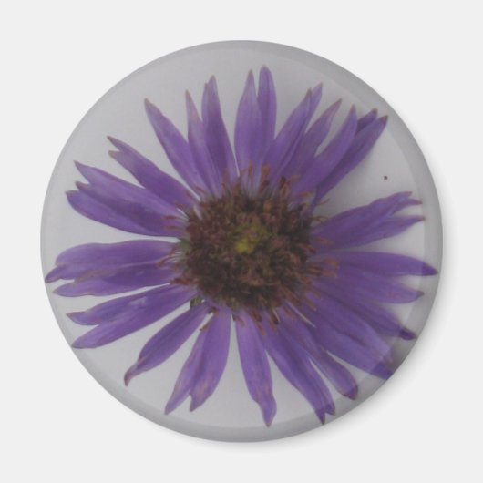 Aster Magneet (Voorkant)