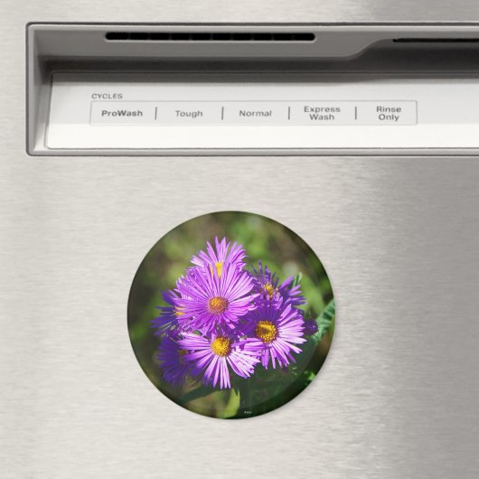 Aster magnet (Insitu (Vaatwasser))