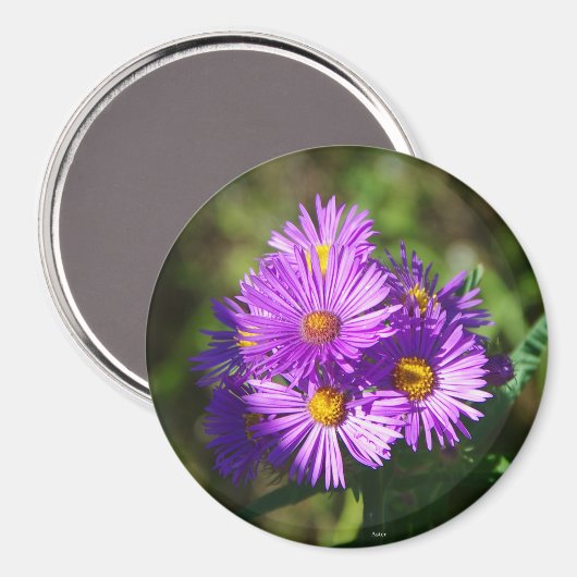 Aster magnet (Voorkant / Achterkant)