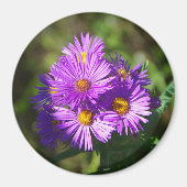Aster magnet (Voorkant)