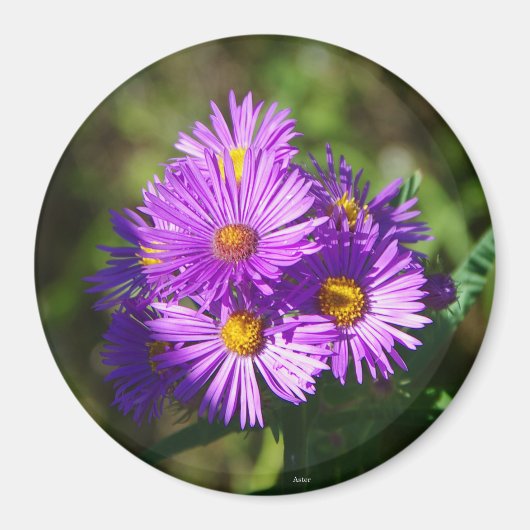 Aster magnet (Voorkant)