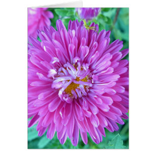 Aster met Crab Spider