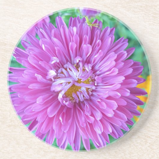 Aster met Crab Spider Zandsteen Onderzetter (Voorkant)
