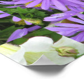 Aster Paars Yellow Green Poster (Hoek)
