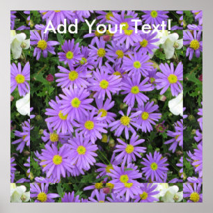 Aster Paars Yellow Green Poster
