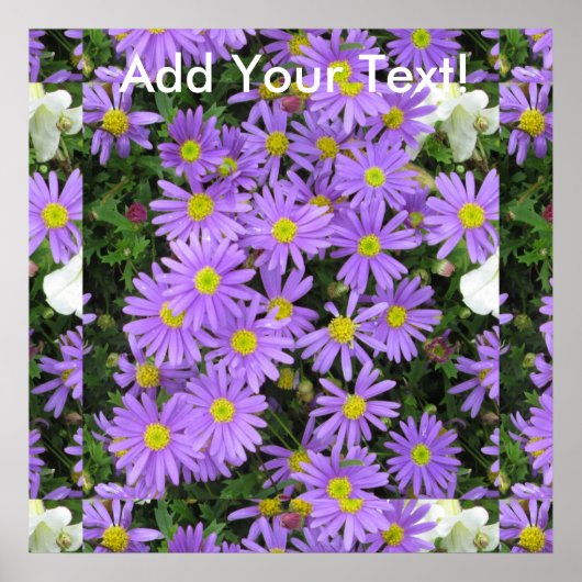 Aster Paars Yellow Green Poster (Voorkant)