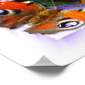 Aster ~ Poster (Hoek)