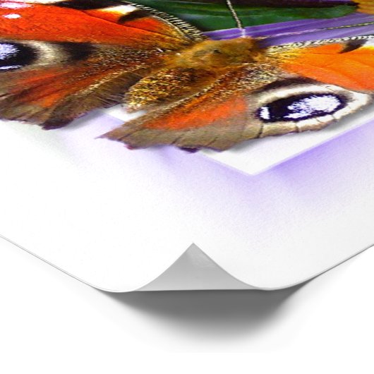 Aster ~ Poster (Hoek)