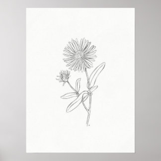 Aster Sketch Print