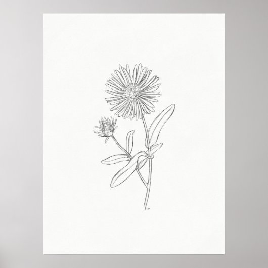 Aster Sketch Print (Voorkant)
