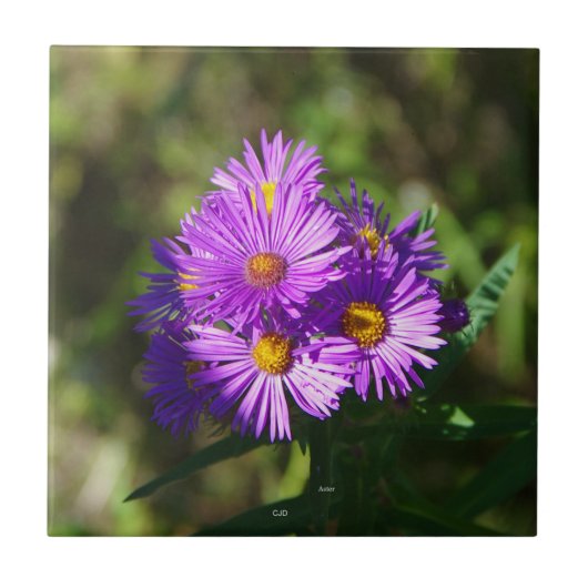 Aster tegel tegeltje (Voorkant)