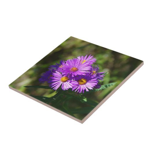Aster tegel tegeltje (Zijkant)