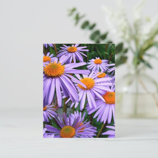 Aster-Tongolensis bloem Briefkaart (Staand voorkant)