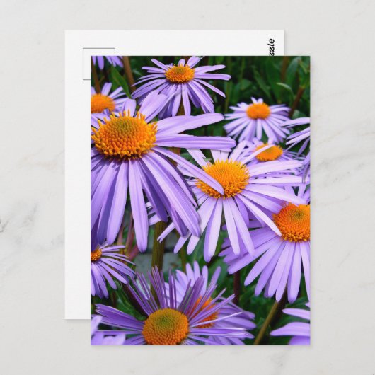 Aster-Tongolensis bloem Briefkaart (Voorkant / Achterkant)
