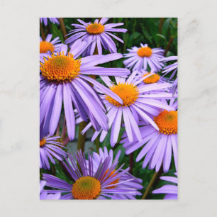 Aster-Tongolensis bloem Briefkaart