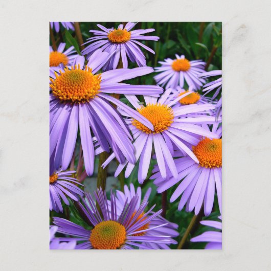 Aster-Tongolensis bloem Briefkaart (Voorkant)