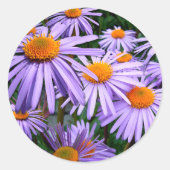 Aster-Tongolensis bloem Ronde Sticker (Voorkant)