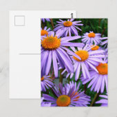 Aster-Tongolensis flower Briefkaart (Voorkant / Achterkant)