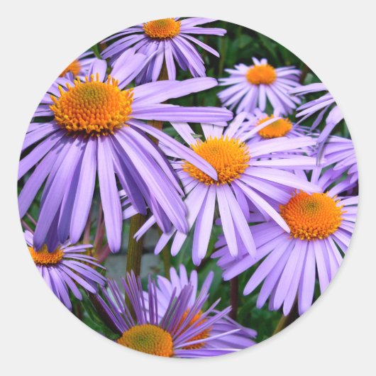 Aster-Tongolensis flower Ronde Sticker (Voorkant)