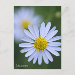 Aster Yomena:Briefkaart Briefkaart