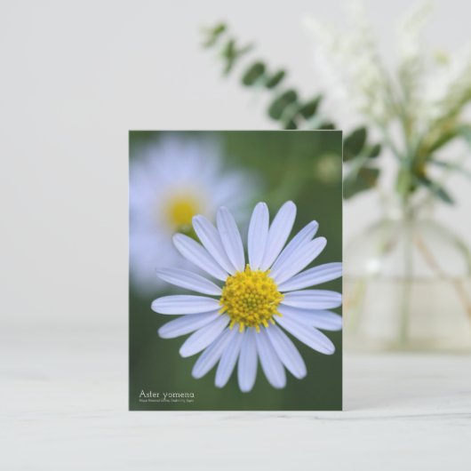 Aster Yomena:Briefkaart Briefkaart (Staand voorkant)