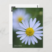 Aster Yomena:Briefkaart Briefkaart (Voorkant / Achterkant)