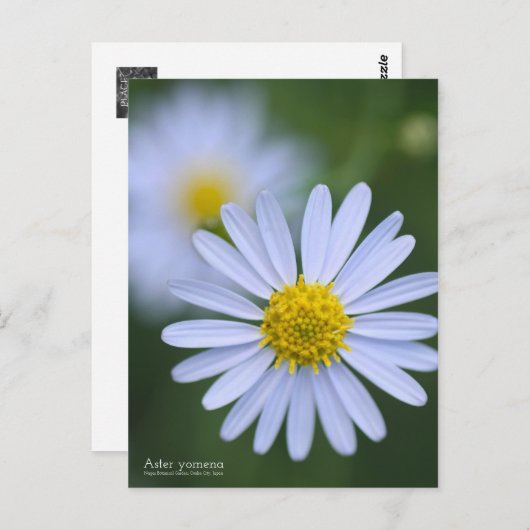 Aster Yomena:Briefkaart Briefkaart (Voorkant / Achterkant)