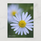 Aster Yomena:Briefkaart Briefkaart (Voorkant)