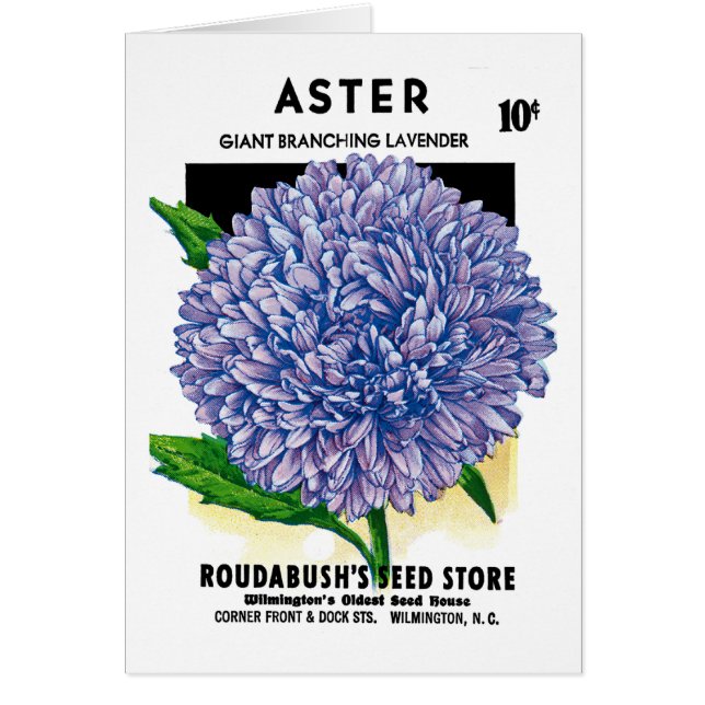 Aster  zaadpakket (Voorkant)