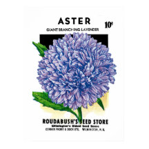 Aster  zaadpakket