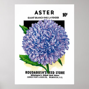 Aster zaadpakket poster