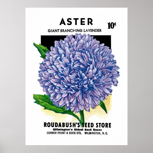 Aster  zaadpakket poster (Voorkant)