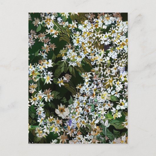 ASTERBLOEMEN BRIEFKAART (Voorkant)
