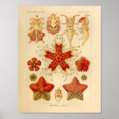  Asteridae Kleur Ernst Haeckel Art Afdrukken Poster (Voorkant)