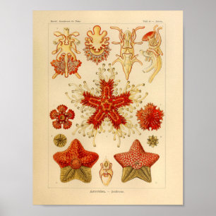  Asteridae Kleur Ernst Haeckel Art Afdrukken Poster