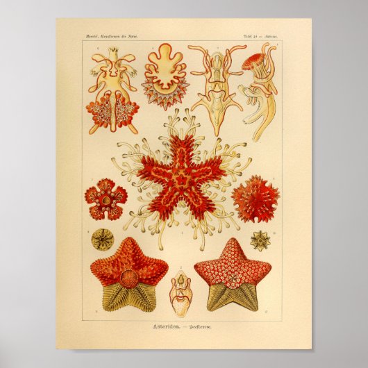 Asteridae Kleur Ernst Haeckel Art Afdrukken Poster (Voorkant)