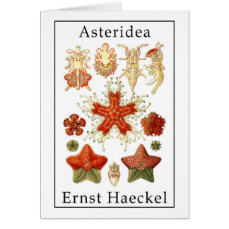 Asteridea door Ernst Haeckel