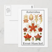 Asteridea door Ernst Haeckel Briefkaart (Voorkant / Achterkant)