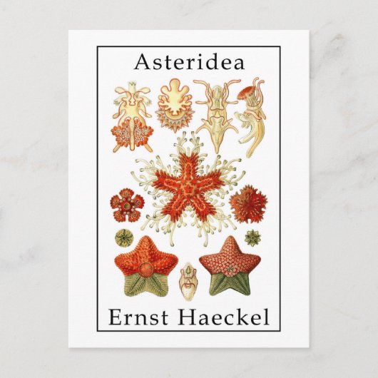 Asteridea door Ernst Haeckel Briefkaart (Voorkant)