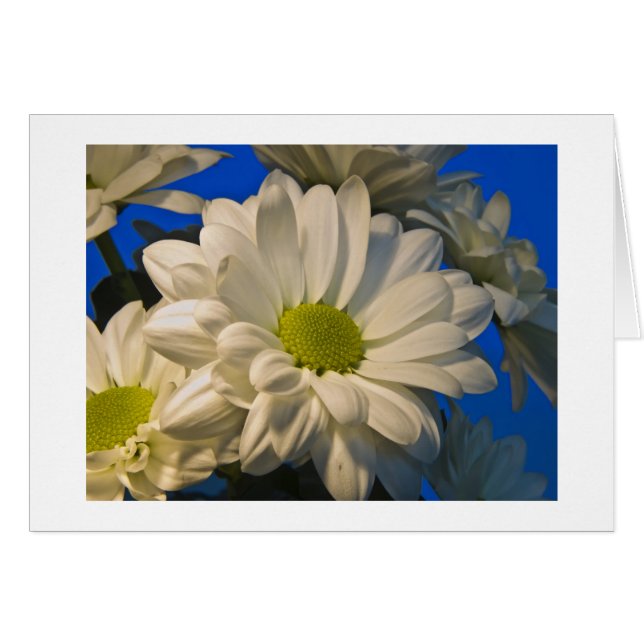 Asters (Voorkant Horizontaal)