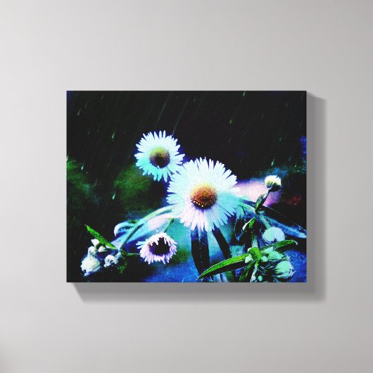 Asters Aglow Wrapped Canvas Prints (Voorkant)