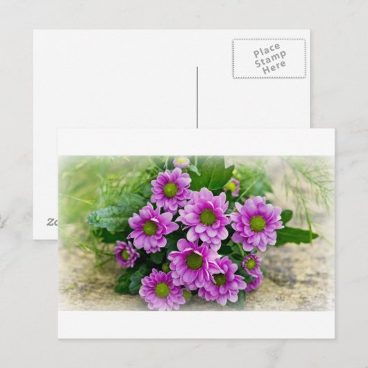 Asters briefkaart (Voorkant / Achterkant)