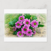 Asters briefkaart (Voorkant)