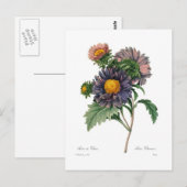 Asters Briefkaart (Voorkant / Achterkant)