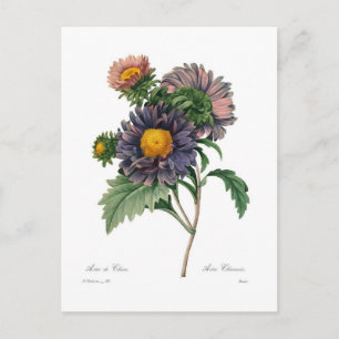 Asters Briefkaart
