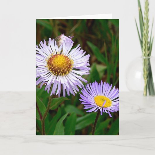 Asters Feestdagen Kaart (Voorkant)
