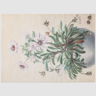  Asters in a Pot Tissuepapier
