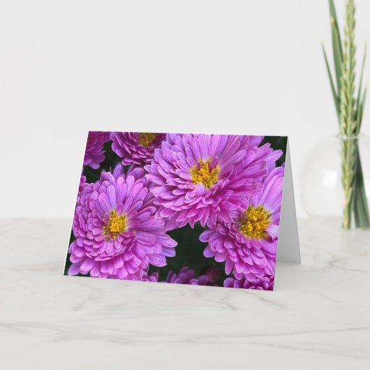 Asters in volle bloei Blank Kaart (Voorkant)