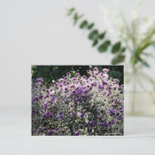 Asters met achtergrondverlichting briefkaart (Staand voorkant)