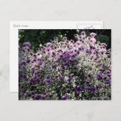 Asters met achtergrondverlichting briefkaart (Voorkant / Achterkant)
